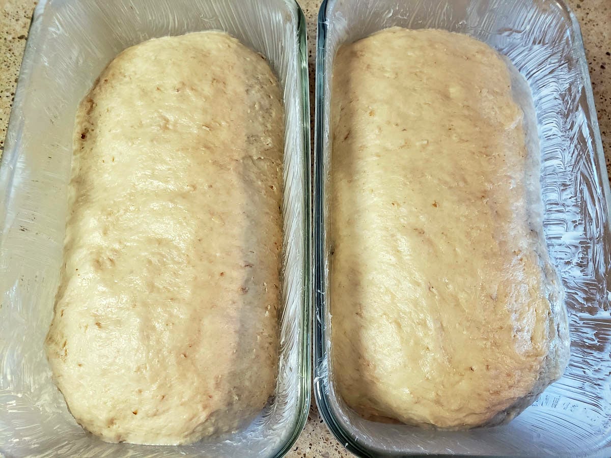 sourdough honey oat bread dough in buttered loaf pans