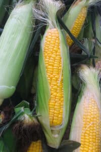 Ears of corn partly shucked.