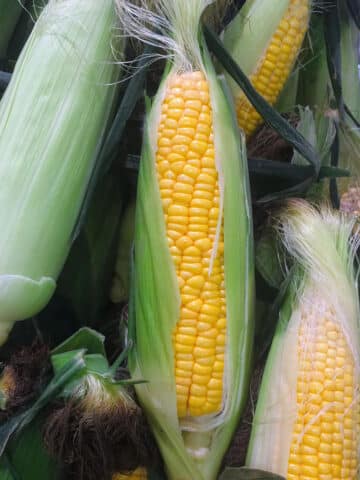 Ears of corn partly shucked.