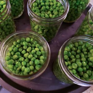 Fresh shelled peas in canning jars on metal tray.