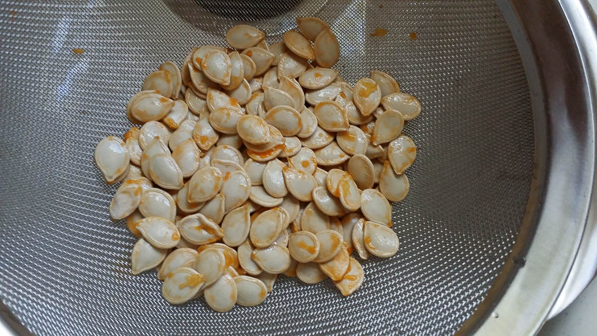 Pumpkin seeds in strainer.