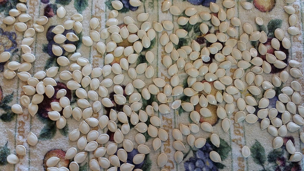 Clean pumpkin seeds drying on kitchen towel.