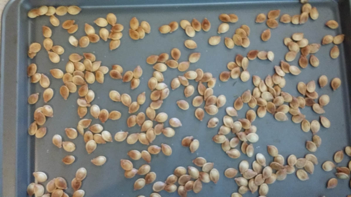 Roasted pumpkin seeds in baking sheet.